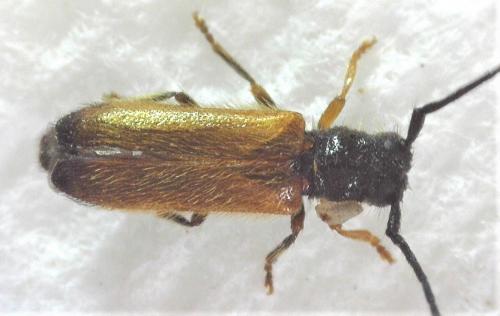 Réf. 254 817 : Tetrops praeustus